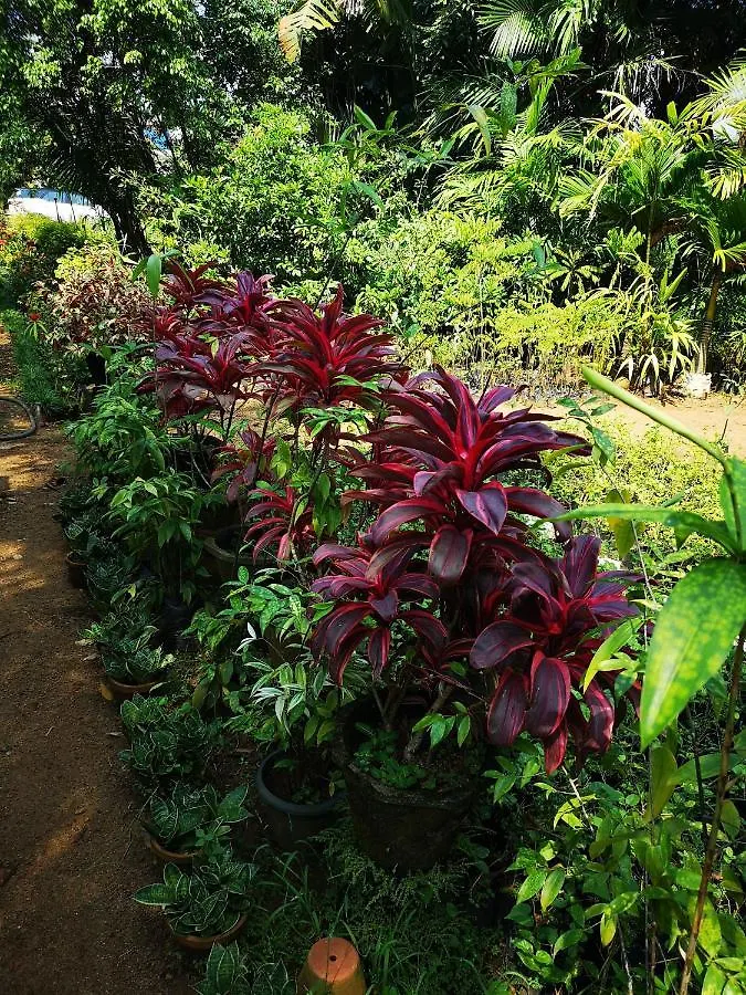 Cherai Lake Resort Cherai Beach India